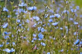 Image result for Cichorium