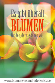 Die sprüche kannst du ganz einfach teilen. 12 Blumen Spruche Zitate Ideen Spruche Zitate Spruche Zitate