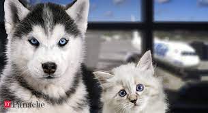 Find pet shipping cost on topsearch.co. Travelling With Your Pet Keep These Rules In Mind The Economic Times