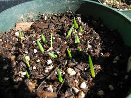 Image result for Ferraria glutinosa