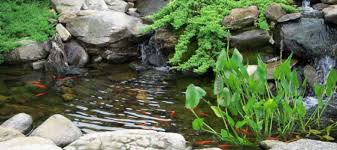 Kolam Ikan Anda Berubah Warna Hijau Apa Penyebabnya