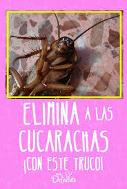 Estos animales son rápidos, resistentes y se reproducen con facilidad. Elimina Las Cucarachas De Tu Cocina Con Este Truco Como Ahuyentar Cucarachas Cucarachas Remedios Para Cucarachas