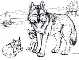Free printable wolf coloring pages for adults and teens. Wolf Coloring Pages