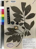 Image result for Monodora grandidieri