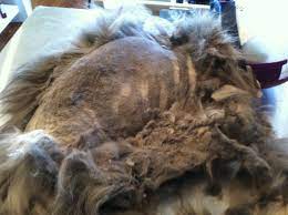 What Is Humane National Cat Groomers Institute