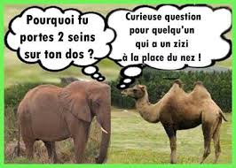 Voir plus d'idées sur le thème humour animaux, animaux, humour. Un Peu De Nature Et D Animaux En Humour Bienvenue Chez Le Veteran