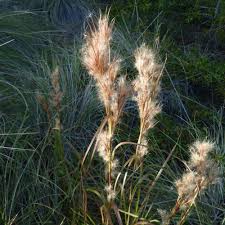 Image result for Andropogon
