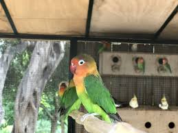 Que Faire A Torremolinos Visite Du Jardin Botanique Molino De Inca Visiter Malaga Andalousie Espagne Et Andalousie