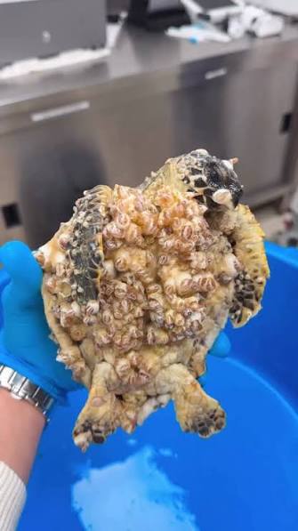 This young sea turtle came to us in critical condition — covered in  barnacles and barely able to move., Reminder: Never attempt to remove  barnacles yourself., If you find a turtle in distress, please ...