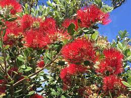 Maybe you would like to learn more about one of these? Trees For The Bay Area That Your Clients Love Pacific Nurseries