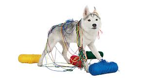 The main use of dogs is to assist in arresting or killing enemy players, by attacking and dealing damage. Pet Store Locations Petsmart