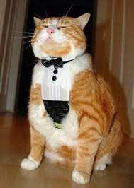 Celebrate national cat day with 19 photos of cats wearing clothes. 20 Cats Wearing Clothing Ideas Cats Cat Clothes Crazy Cats