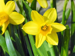 ミニスイセン 和名 ミニスイセン ミニ水仙 英名 daffodil 品種名 ティタティタ 日本水仙のような良い香りはしませんが可愛い水仙です 10 000品種以上もある水仙の園芸品種は 花の形や原種の系統によって分類されますが ミニ水仙ティタティタは第6群