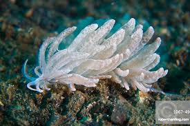 Image result for Phylohydrax