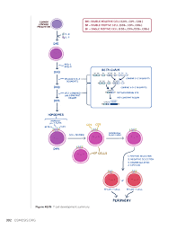 Image result for B-Lymphocyte