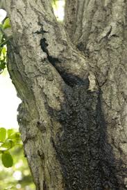 カブトムシ 木 種類