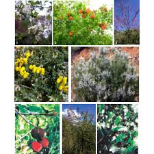 Check spelling or type a new query. Plate Iv Important Angiosperms Eudicots From Albanian Flora 1 Download Scientific Diagram