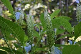 Image result for Phytolacca