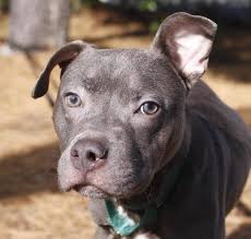 Newark teachers union is a local affiliate of the american federation of teachers. Friends Of The Newark Nj Animal Shelter Home Facebook