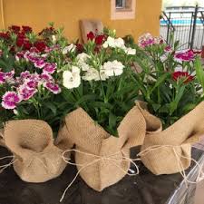 Elegir bien la especie es clave para que soporten bien las condiciones del interior. Trabajos De Jardineria En Lorca Plantilor