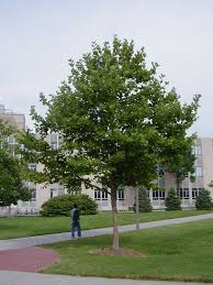 Image result for Platanus