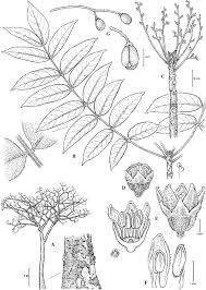 Image result for Burseraceae