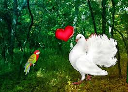 No one is there to help you. Wowescape Love Pigeon Forest Escape Fastrack Games