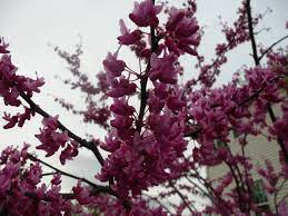 Photo by karen russ, ©2010 hgic. Burgundy Hearts Redbud Cercis Canadensis Greswan Container Crazy Ct