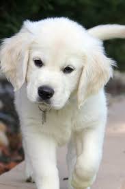 Checking Out The Yard Animal Humor Dog Retriever Puppy Cute Baby Animals