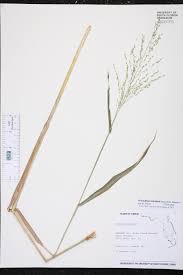 Image result for Panicum maximum