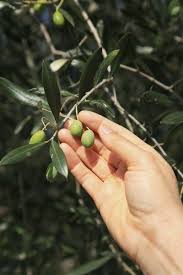 Harvesting Olives At Home How To Pick Olives From The Tree