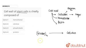 The composition of cell walls varies between species and may depend on cell type and developmental stage. Cell Wall Of Plant Cells Is Chiefly Composed Of Youtube