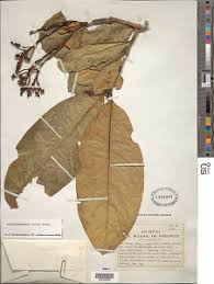 Image result for Tabernaemontana crassa