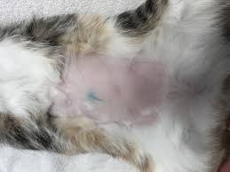 Yes, having your pet fixed prevents unwanted litters. Tattoos Can Prevent Unnecessary Spay Neuter Surgery For Cats And Dogs Maddie S Shelter Medicine Program College Of Veterinary Medicine University Of Florida
