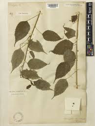 Image result for Adenocline acuta