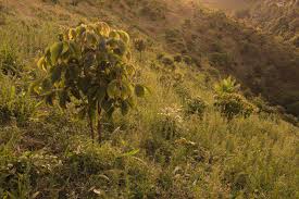 Image result for Cyathea mildbraedii