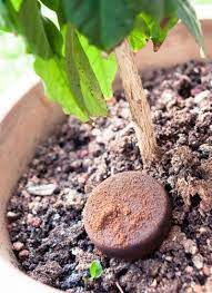 How to use coffee grounds for gardening: 12 Surprising Things You Can Do With Coffee Grounds Eatwell101