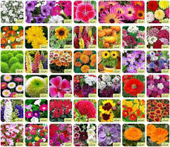 Sunflowers are in important commercial crop, but they also deserve their place in the garden for their unmistakable beauty and generous seed production. Plant Seeds Online Buy Live Plants In India At Best Prices Flipkart Com