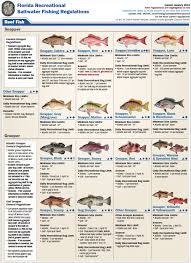 36 prototypical florida saltwater fish identification chart pdf