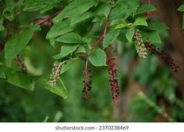 Image result for Phytolaccaceae