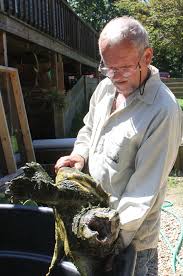 The alligator snapping turtle and the common snapping turtle. The Vineyard Gazette Martha S Vineyard News Tough Guy Of Turtle Family Snappers Rule The Ponds