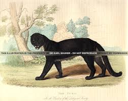 Image result for Panther Black 2001 Puma