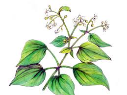 Image result for Nesaea ramosa