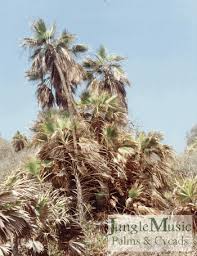 Image result for Acoelorrhaphe wrightii