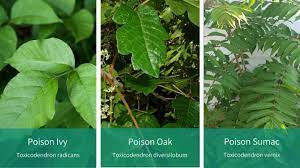 Know Your Poison Ivy, Oak And Sumac. Identify & Treat - Coryell Health