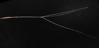 Image result for Aristida stipoides