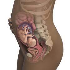 Get a 10.480 second 23 weeks old fetus in stock footage at 25fps. 25 Weeks Pregnant Symptoms Belly Size More Babycenter