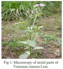 Image result for Vernonia cinerea