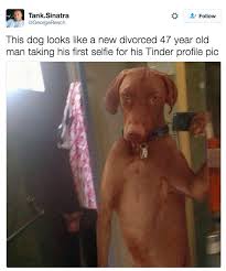 15 adorable animals acting like humans. Pin On For Z From Z2