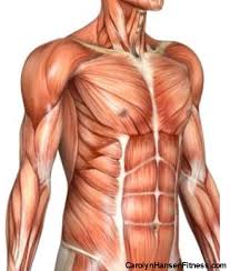 Related posts of body muscles with names muscle anatomy trivia. List Of Muscle Names My Blog Nerve Innervation To The Muscles Of Lower Limb This Page Was Kept As A Redirect To Avoid Breaking Links Both Internal And External That